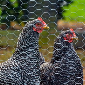 Zoom sur un grillage à poule