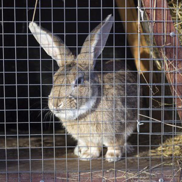 Grillage lapin et petits animaux ultra résistant