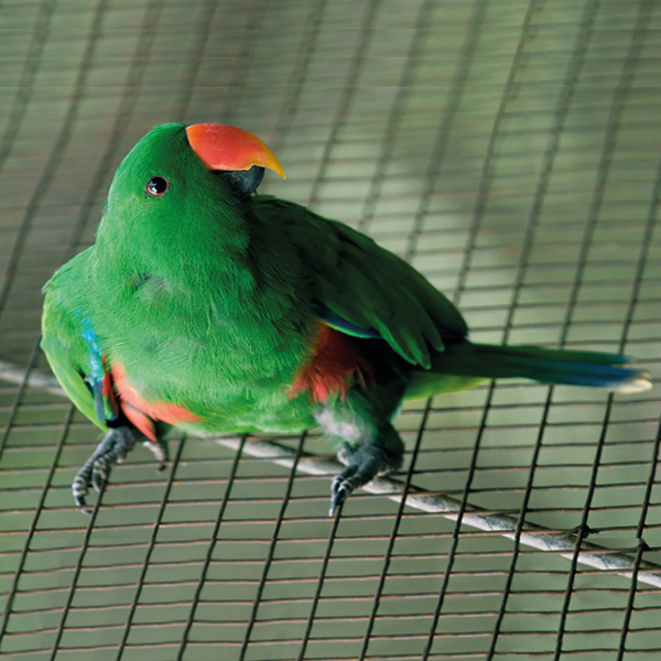 Oiseau vert sur un grillage petite maille