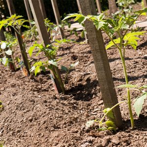 Tuteur tomate en situation