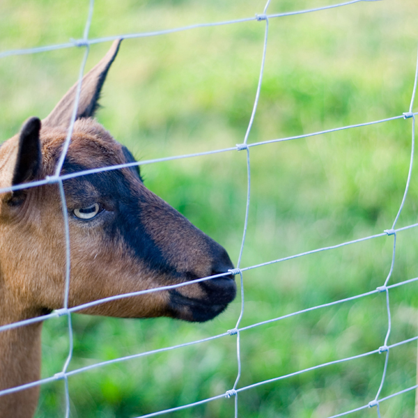 Grillage A Mouton - Grillages Brossard