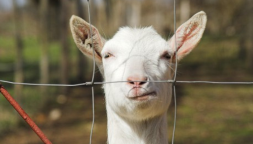clôtures pour animaux : grillage noué avec mouton 