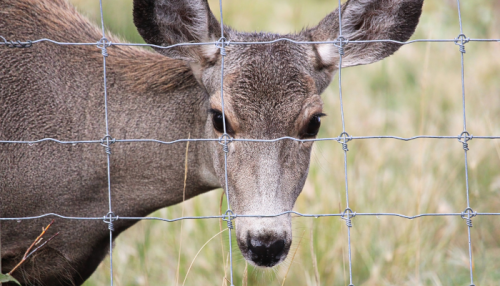 clôtures pour animaux : grillage à noeud fixe Safari avec cervidé en second plan