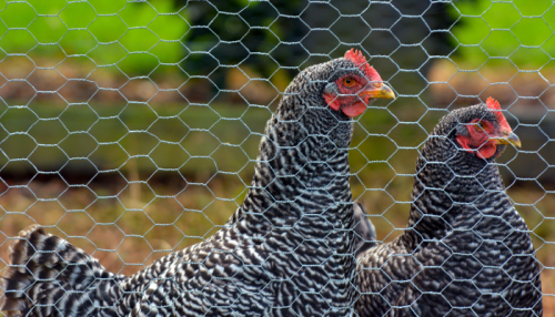 clôtures pour animaux : zoom sur grillage triple torsion avec 2 poules au second plan