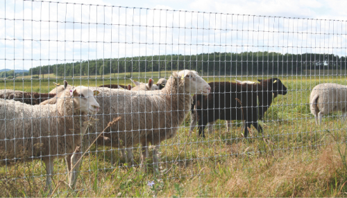 clôtures pour animaux : grillage noué en X Cruz avec troupeau de moutons