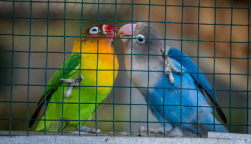 clôtures pour animaux : zoom sur grillage volière avec perroquets